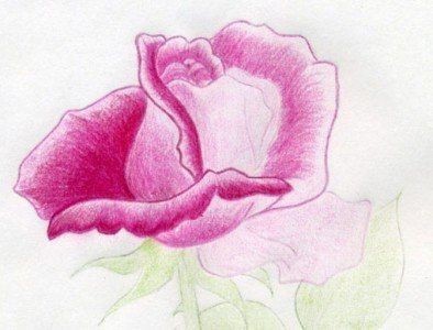 Рисуем с детьми розу